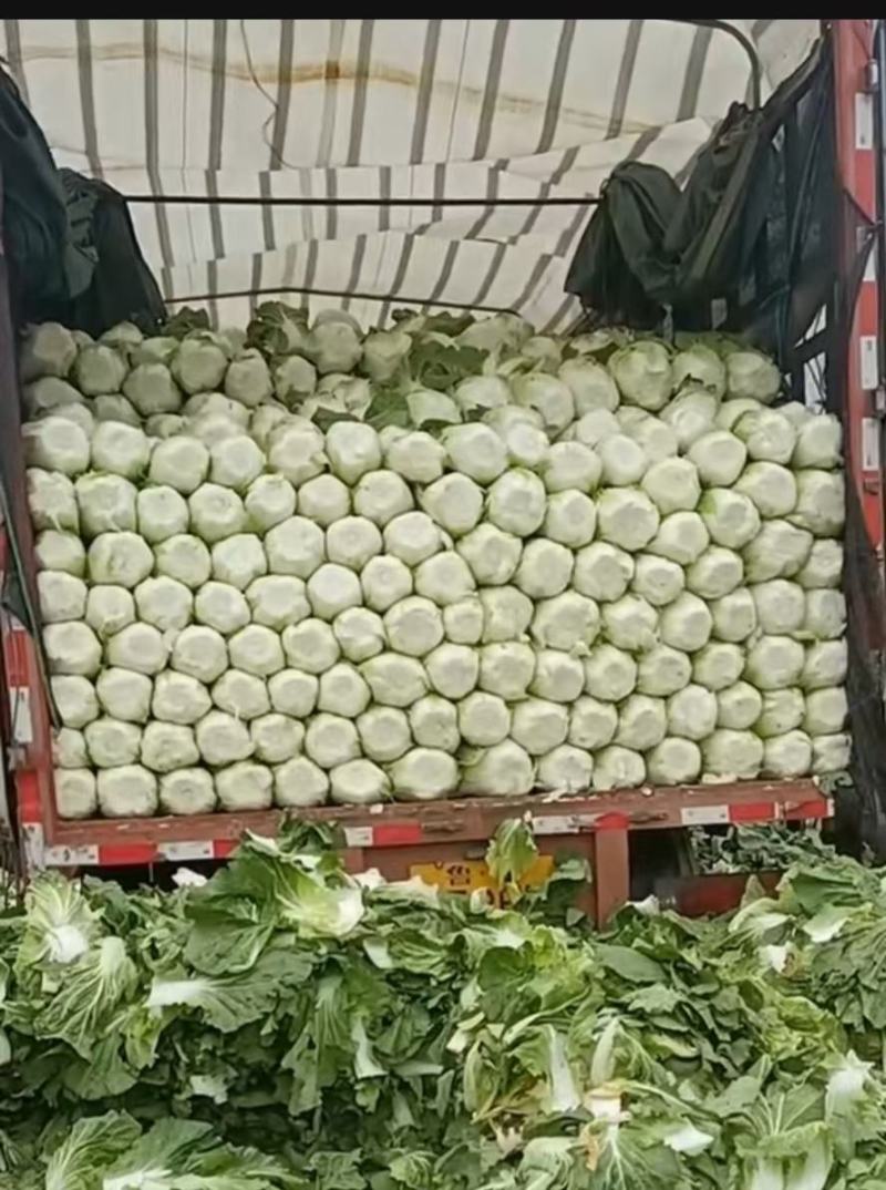 黄心白菜，无烧心，无虫眼，诚信代发，产地直发