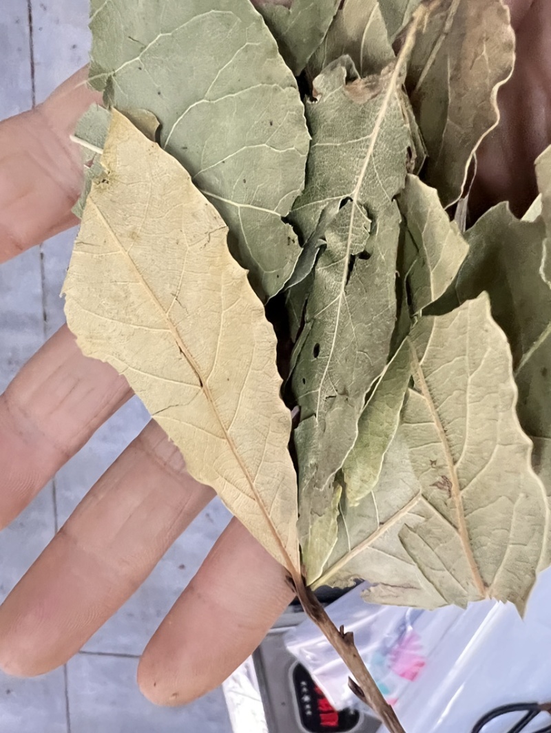 香叶，香叶粉批发各种中药材辣椒干，货源充足。