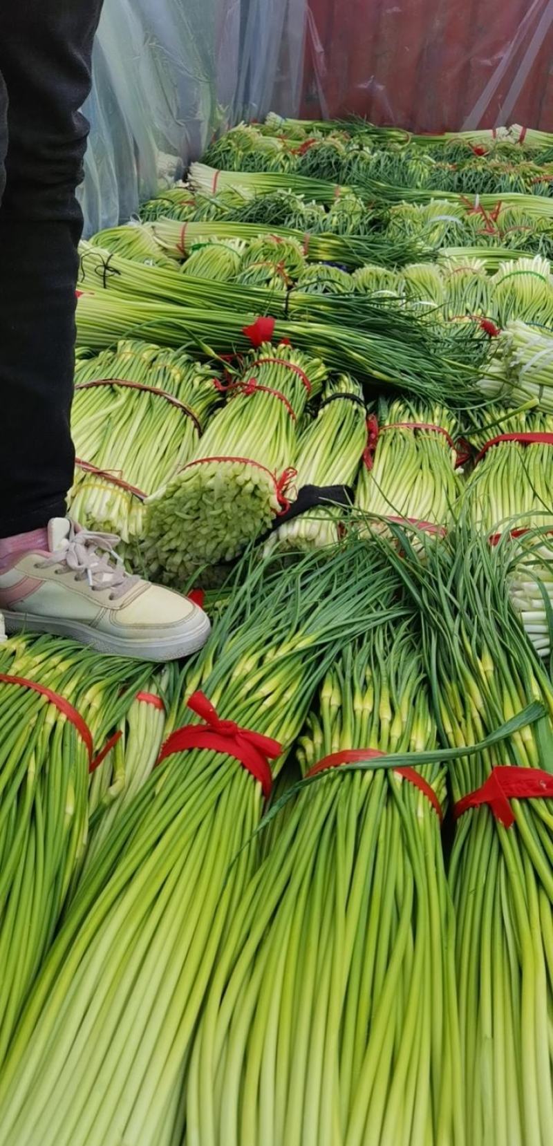 河南省淮阳区，白帽蒜苔红帽蒜薹大量上市收购中需要的联系我