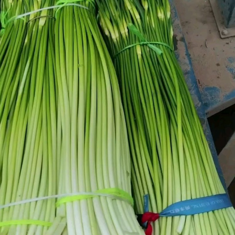 河南省淮阳区，白帽蒜苔红帽蒜薹大量上市收购中需要的联系我