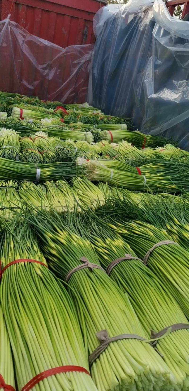 河南省淮阳区，白帽蒜苔红帽蒜薹大量上市收购中需要的联系我