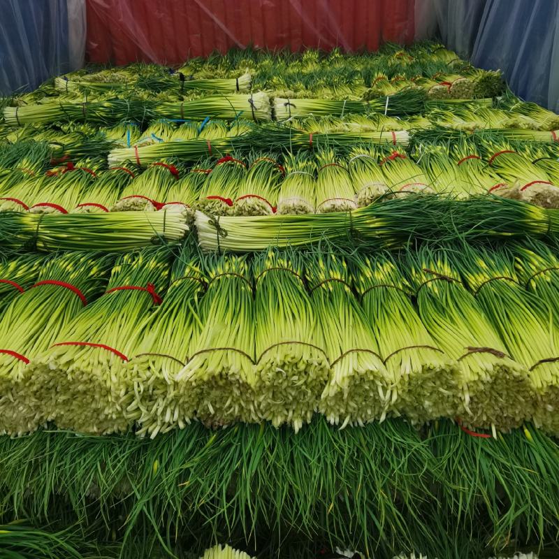 河南省淮阳区，白帽蒜苔红帽蒜薹大量上市收购中需要的联系我