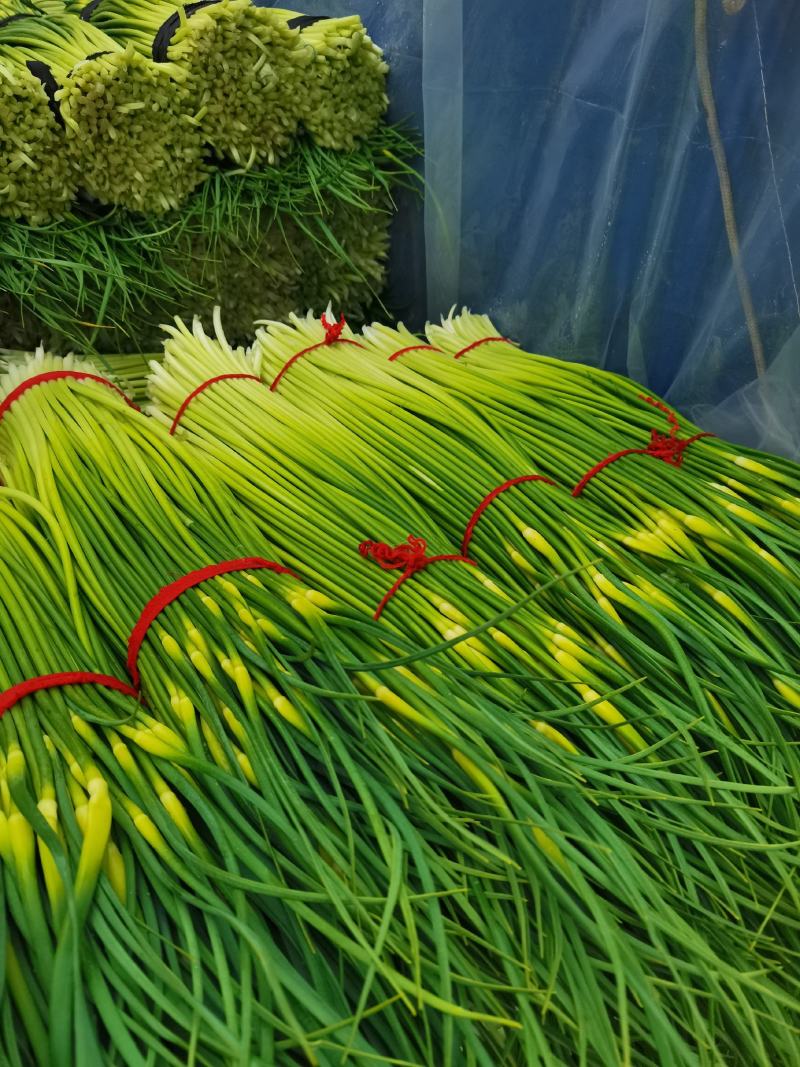 河南省淮阳区，白帽蒜苔红帽蒜薹大量上市收购中需要的联系我