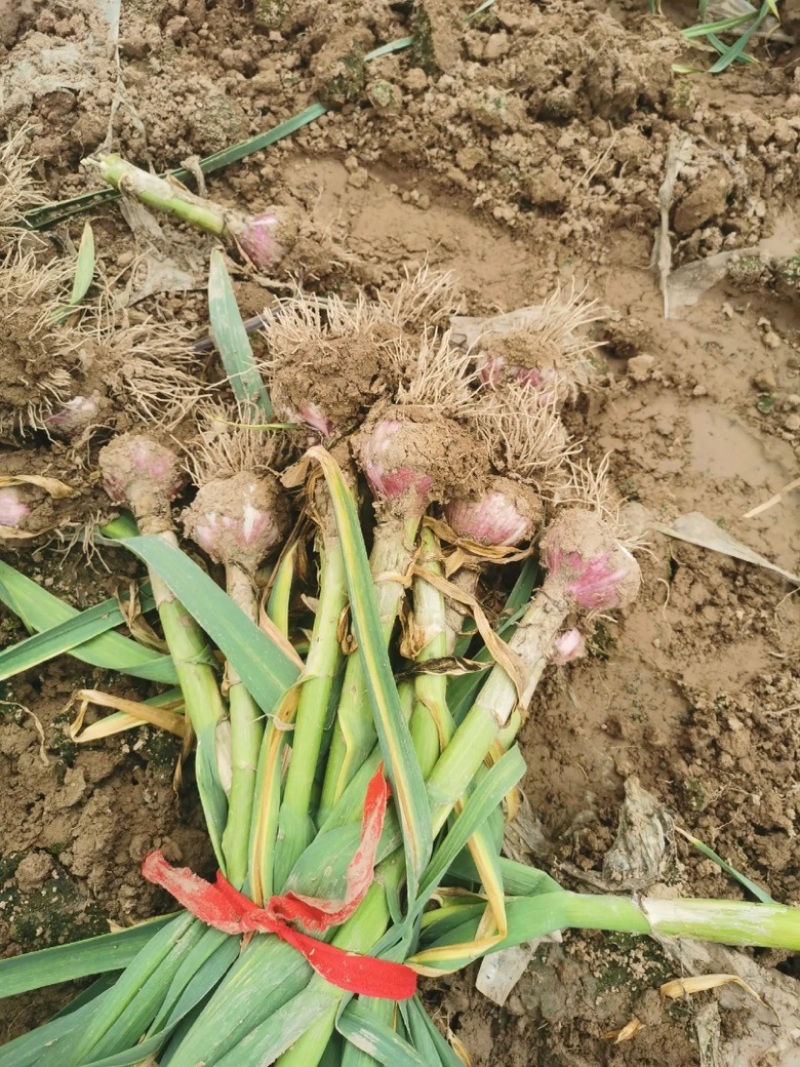 【实力】精品紫皮大蒜带苗大蒜包地产地直发质量保证