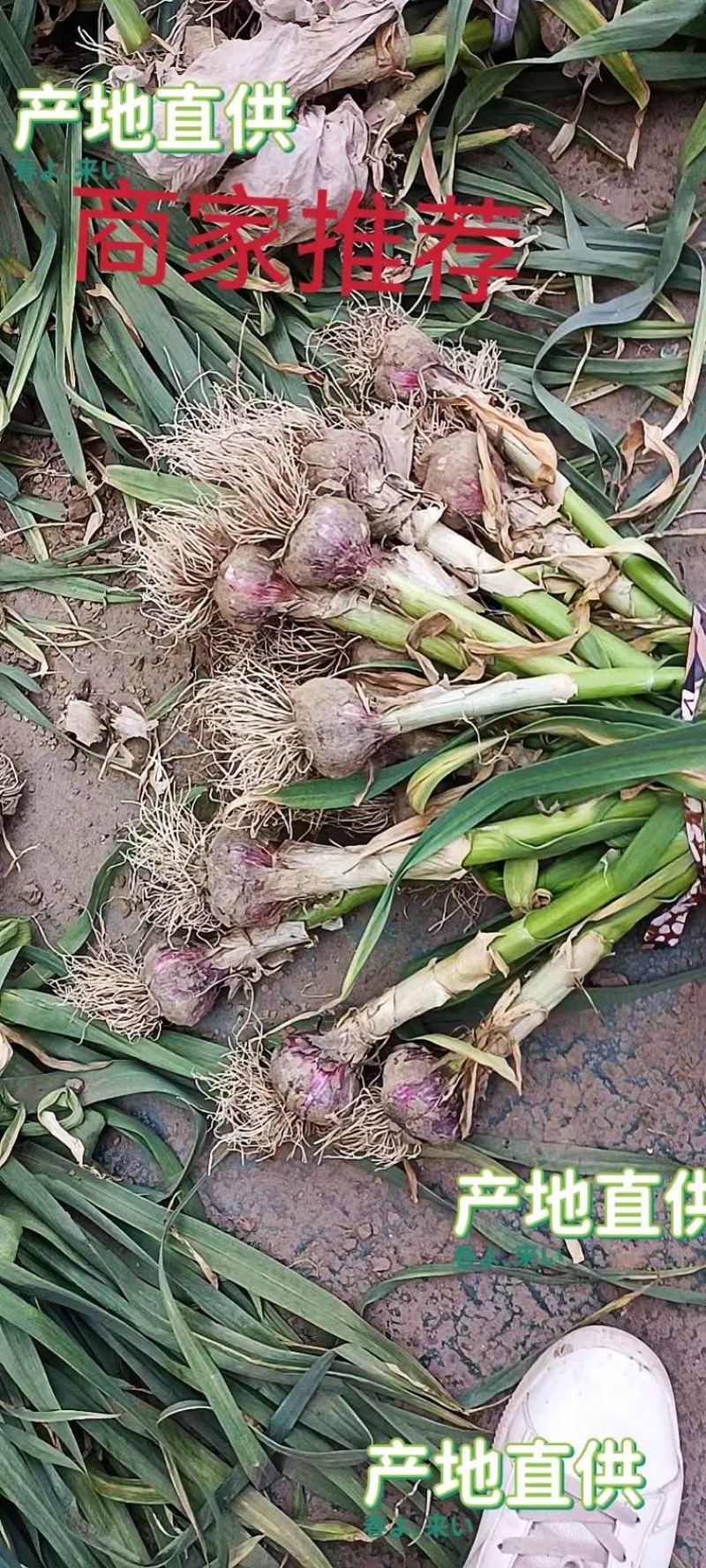 【实力】精品紫皮大蒜带苗大蒜包地产地直发质量保证
