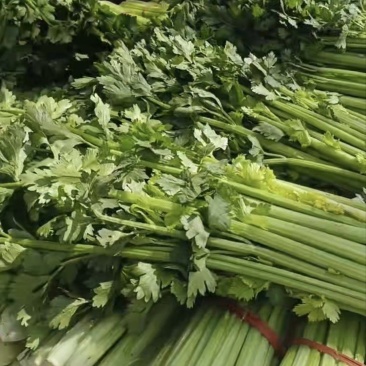 芹菜基地直发现已上市量大从优欢迎联系