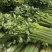 芹菜基地直发现已上市量大从优欢迎联系
