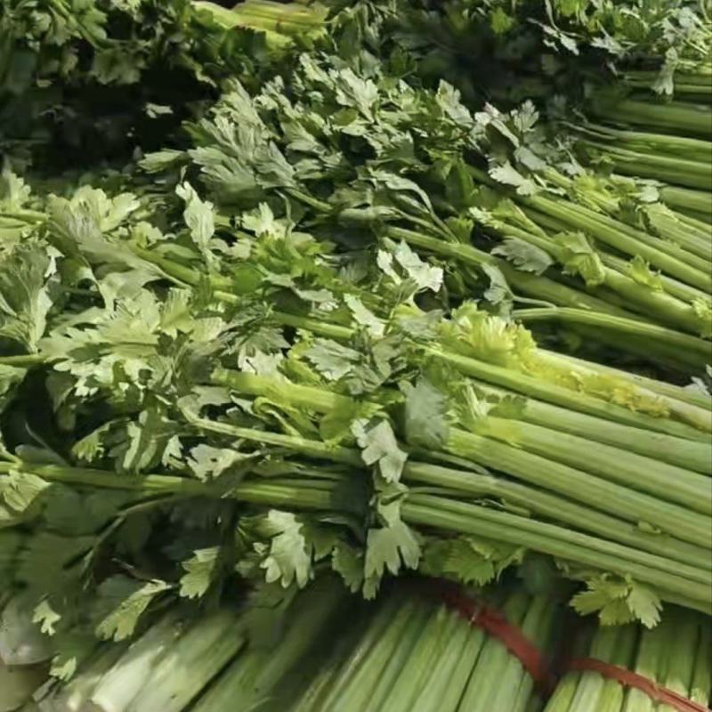芹菜基地直发现已上市量大从优欢迎联系