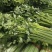 芹菜基地直发现已上市量大从优欢迎联系