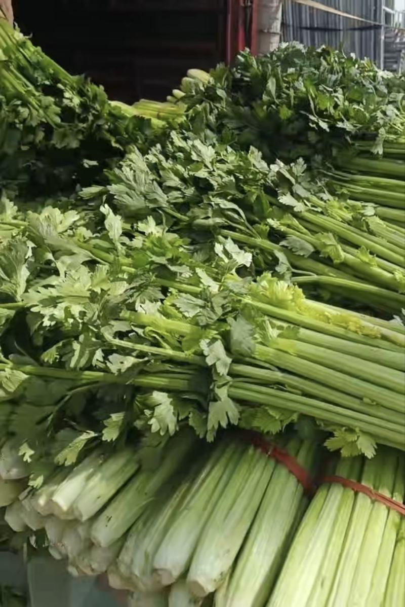 芹菜基地直发现已上市量大从优欢迎联系