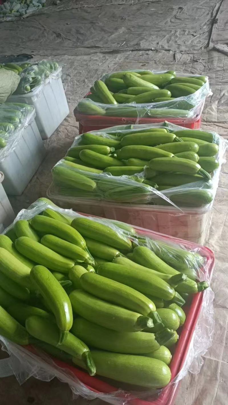 费县西葫芦绿皮西葫芦六两起步可对接电商市场欢迎定购