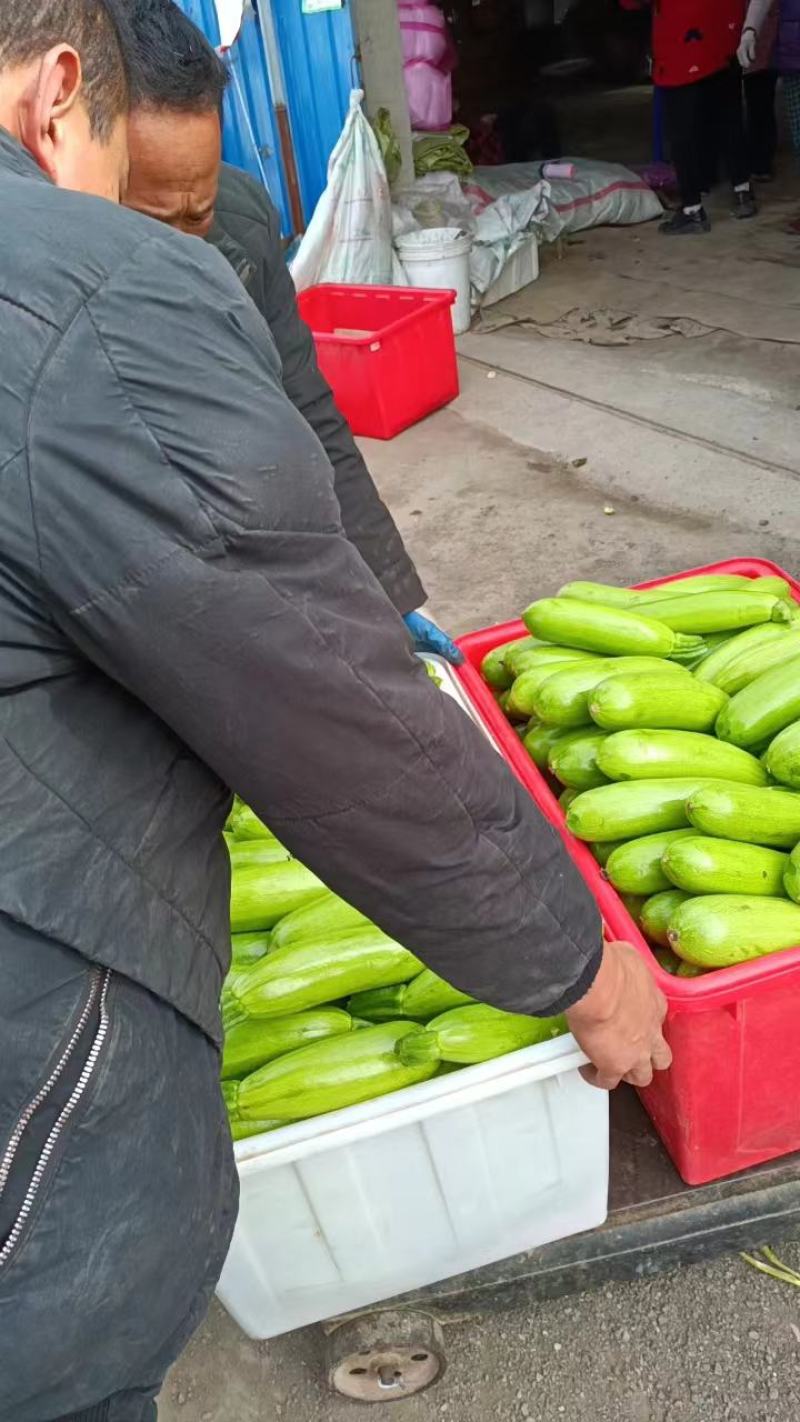 费县西葫芦绿皮西葫芦六两起步可对接电商市场欢迎定购