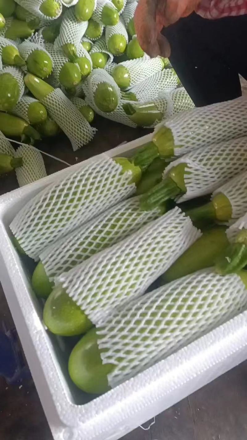 费县西葫芦绿皮西葫芦六两起步可对接电商市场欢迎定购