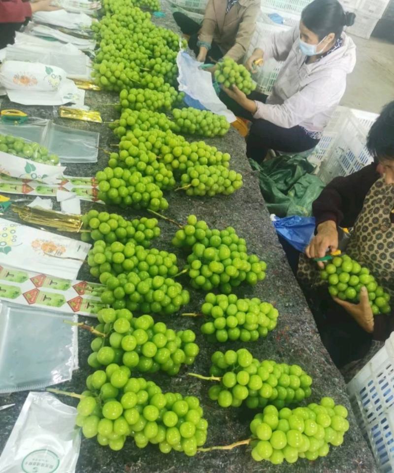 西昌阳光玫瑰葡萄，含糖量16个以上，串型好，四川葡萄