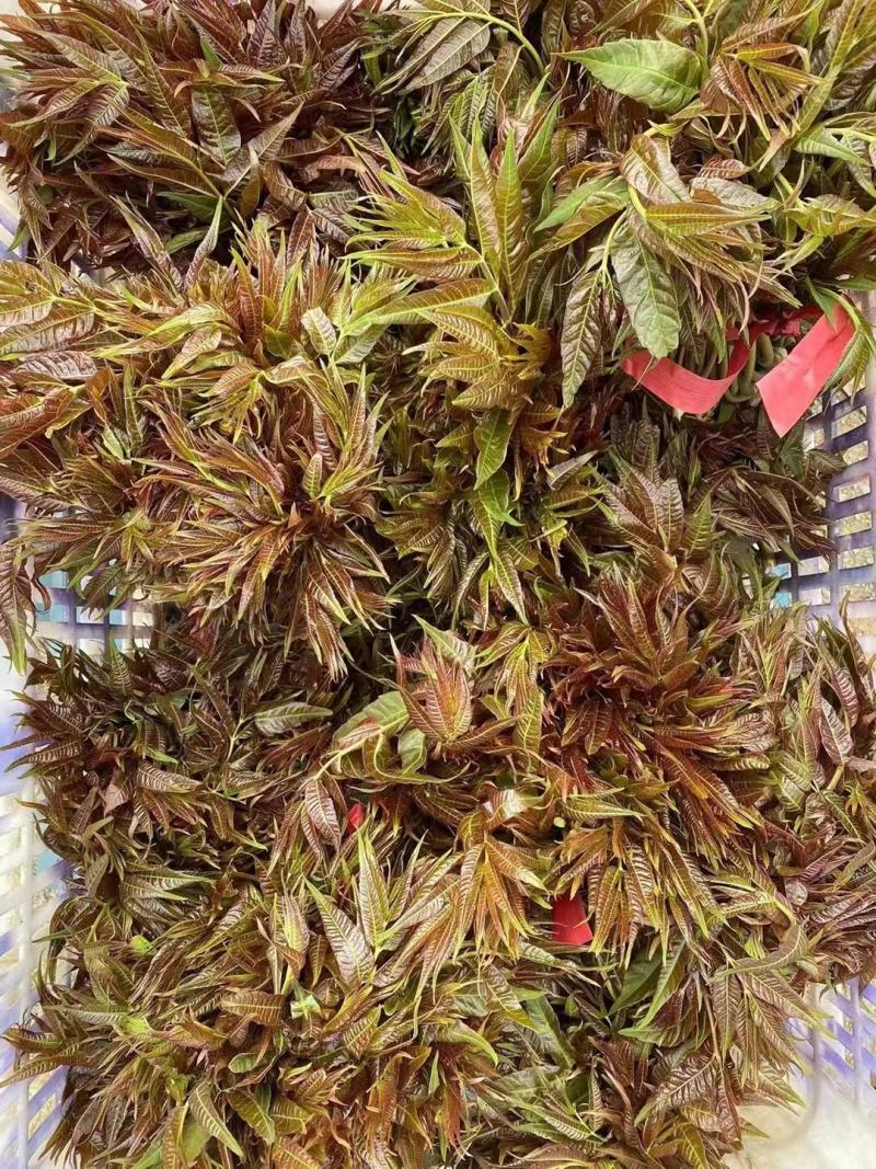 临朐红香椿
