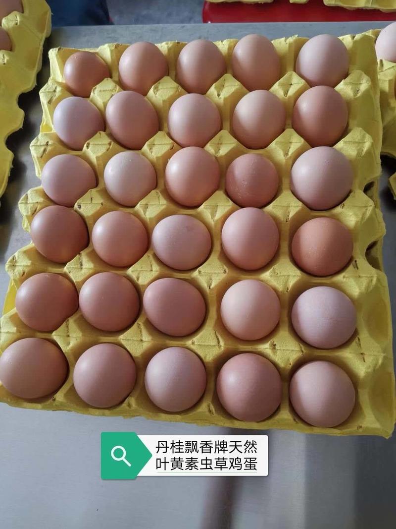 初产宝贝蛋精品粉壳土鸡蛋养殖基地批发，品质保证