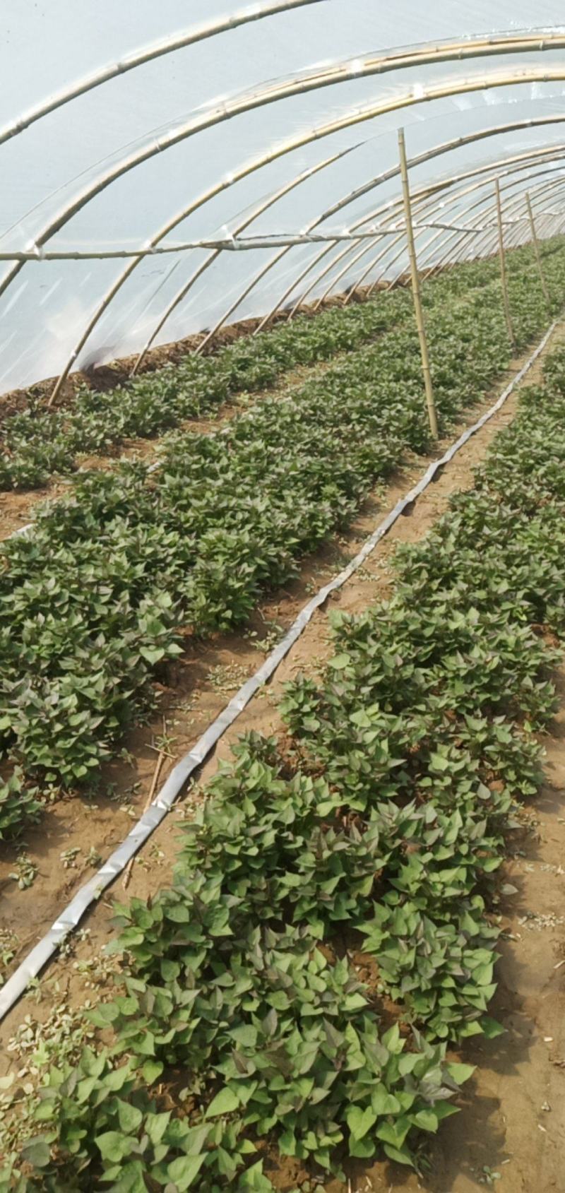红薯苗商薯19，西瓜红，哈密，龙九，濮阳先达农业合作冷棚