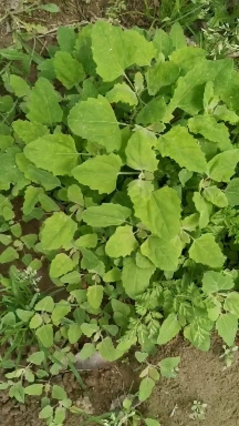 灰灰菜野生灰灰菜大量上市质量保证现采现发