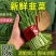 山东德州红根头刀韭菜质量保证适合超市市场