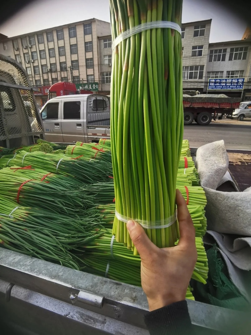 【实力】精品蒜薹杂交蒜苔大量上市货源非常充足欢迎选购