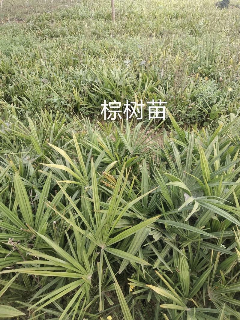 棕树苗，出售，红芽口，四季1111111