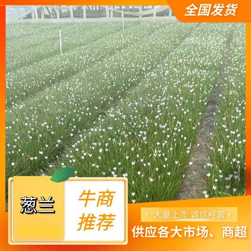 葱兰，青州伟荣花卉供应，各种花卉植物，花期长