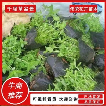 千屈菜绿化用苗基地直发一手货源保质保量