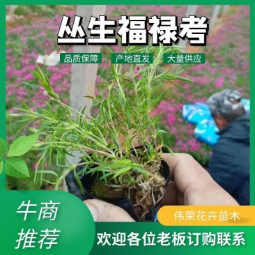 丛生福禄考耐寒耐旱庭院种植小区绿化一手货源
