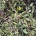积雪草雷公根野生全干无硫长自贵州高原大货一手货源商