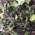 积雪草雷公根野生全干无硫长自贵州高原大货一手货源商