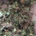 积雪草雷公根野生全干无硫长自贵州高原大货一手货源商