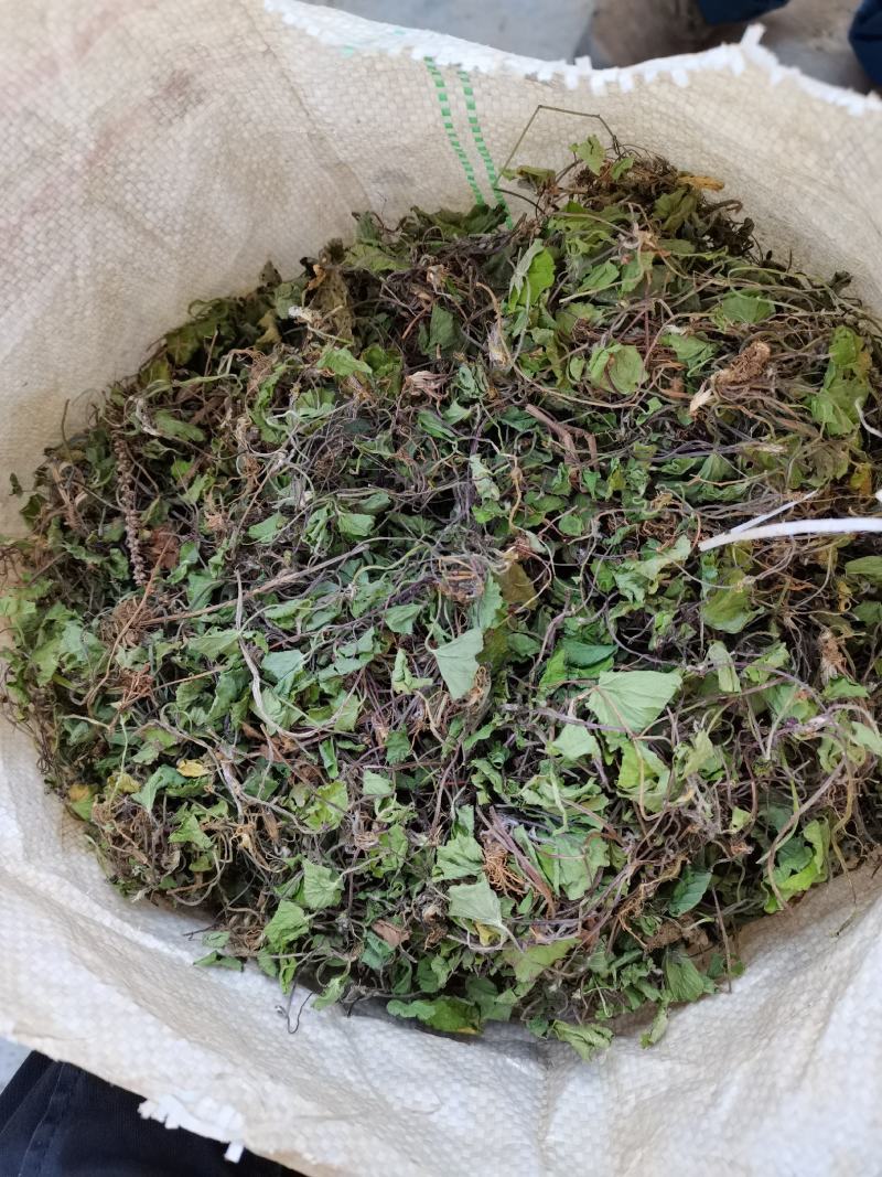 积雪草雷公根野生全干无硫长自贵州高原大货一手货源商