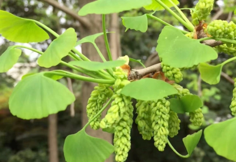 银杏花粉花穗