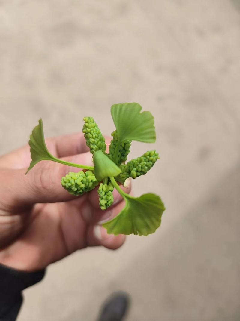 银杏花粉花穗