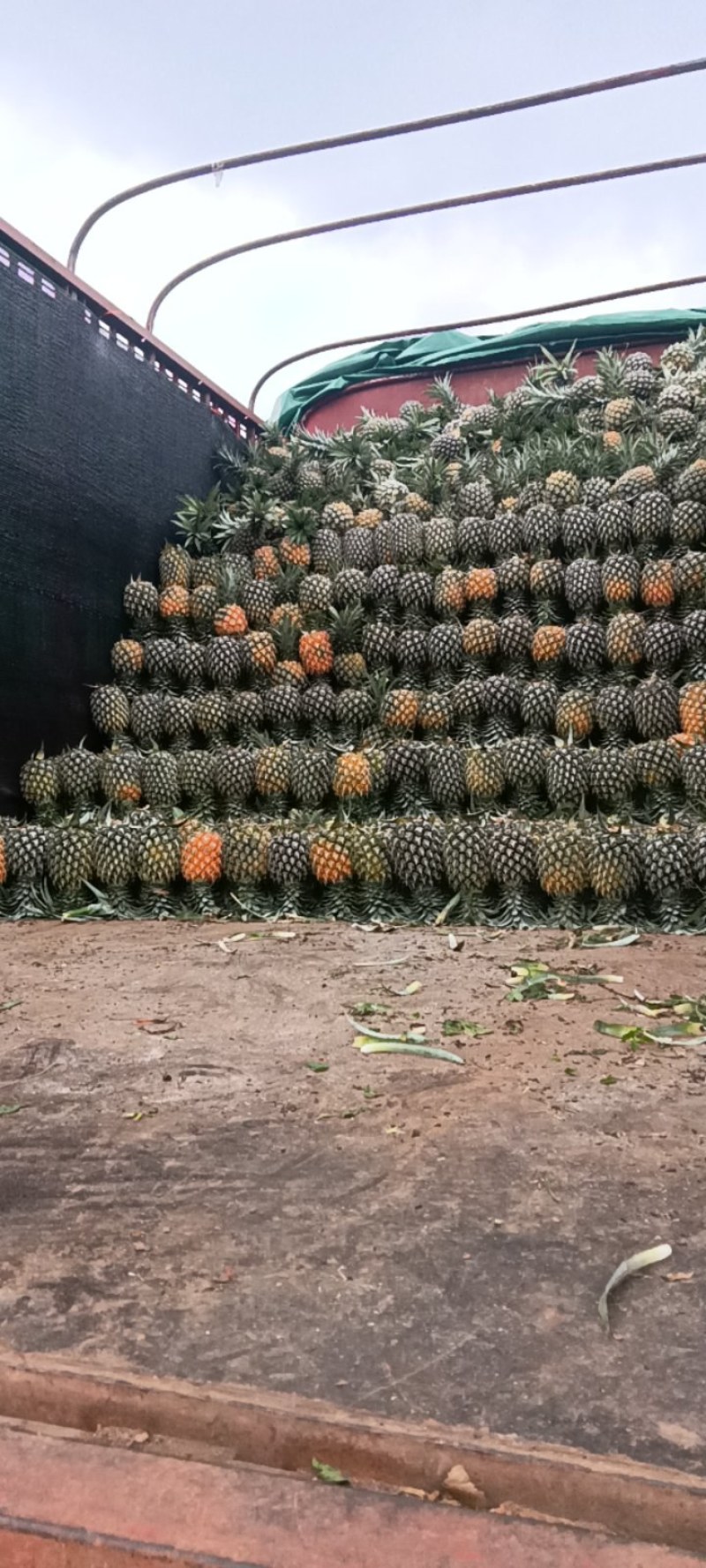 香水菠萝