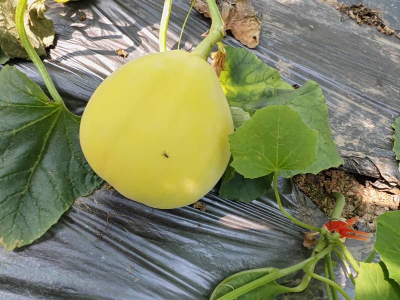 沂蒙山蜜罐甜瓜