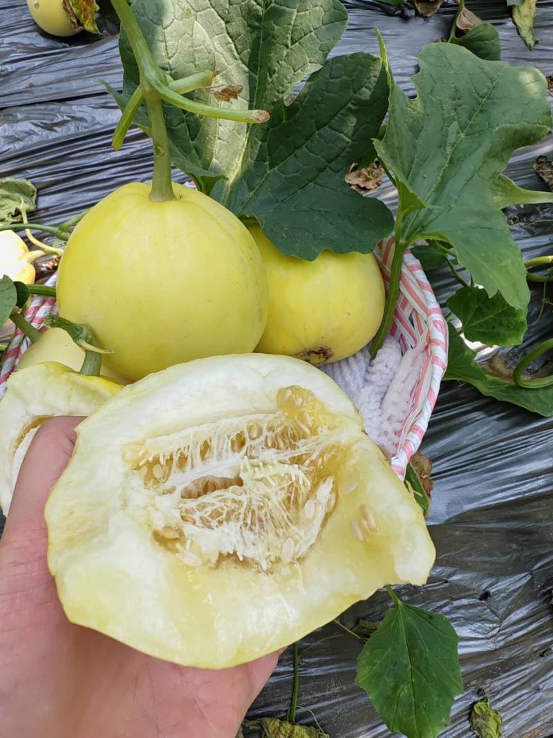沂蒙山蜜罐甜瓜