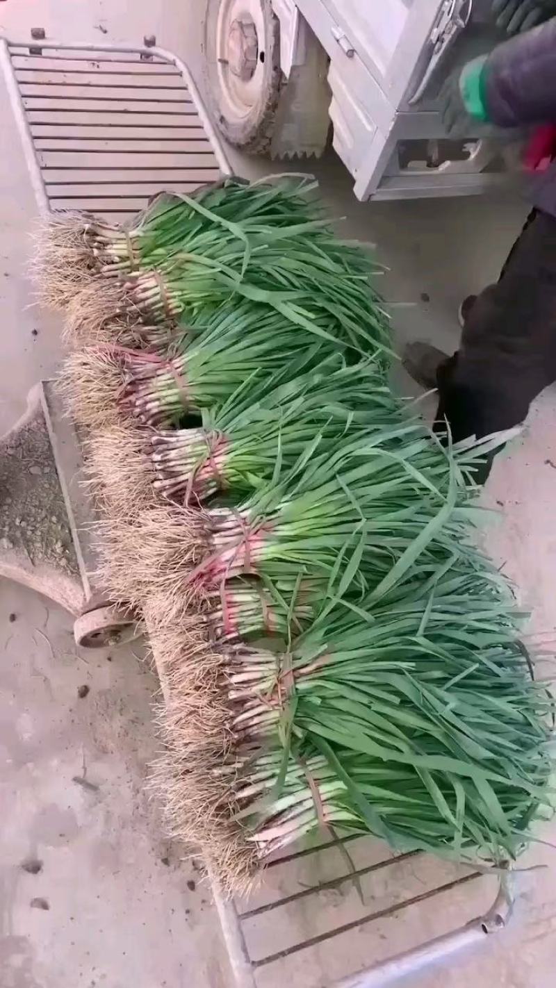 【热卖】蒜苗江苏徐州红根蒜苗净货水洗毛货加工市场对接