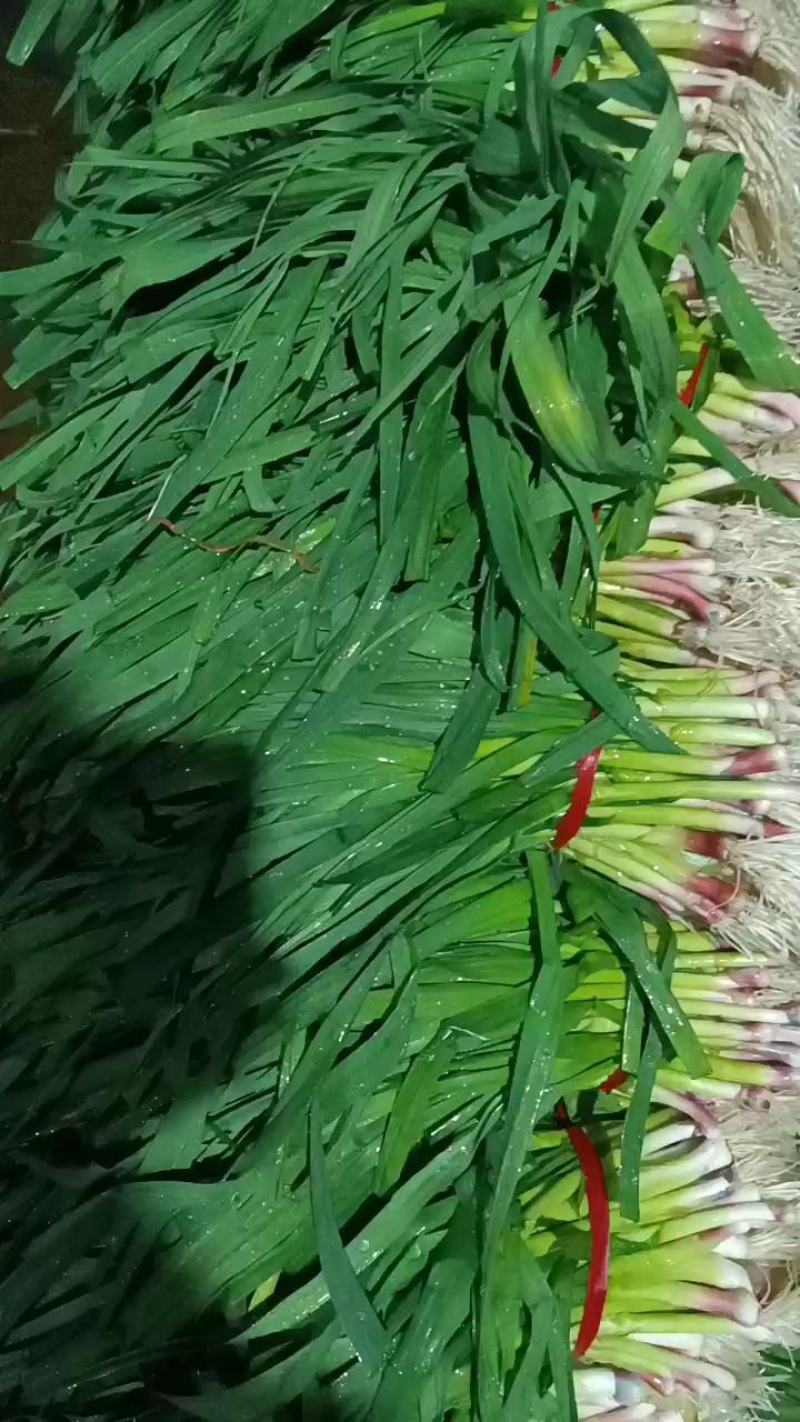 【热卖】蒜苗江苏徐州红根蒜苗净货水洗毛货加工市场对接