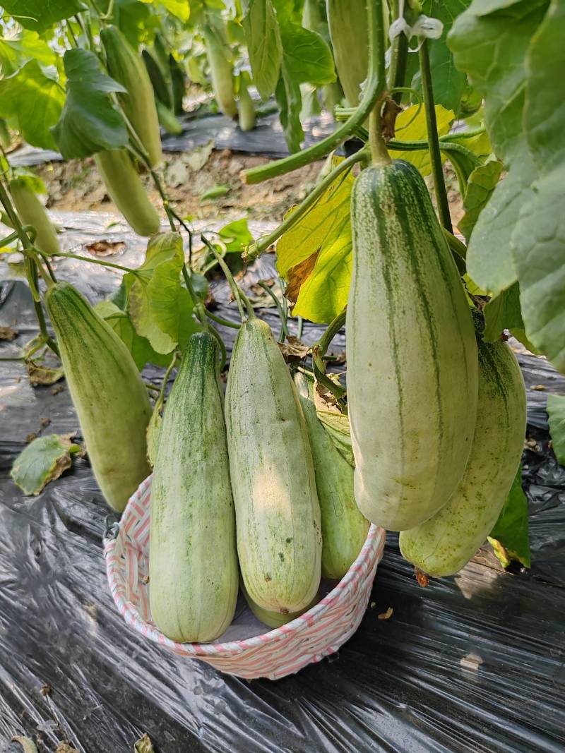 沂蒙山羊角蜜