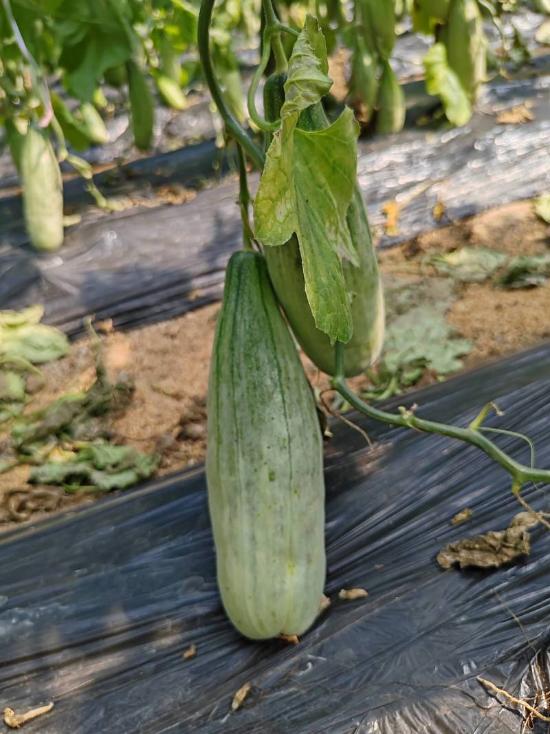 沂蒙山羊角蜜