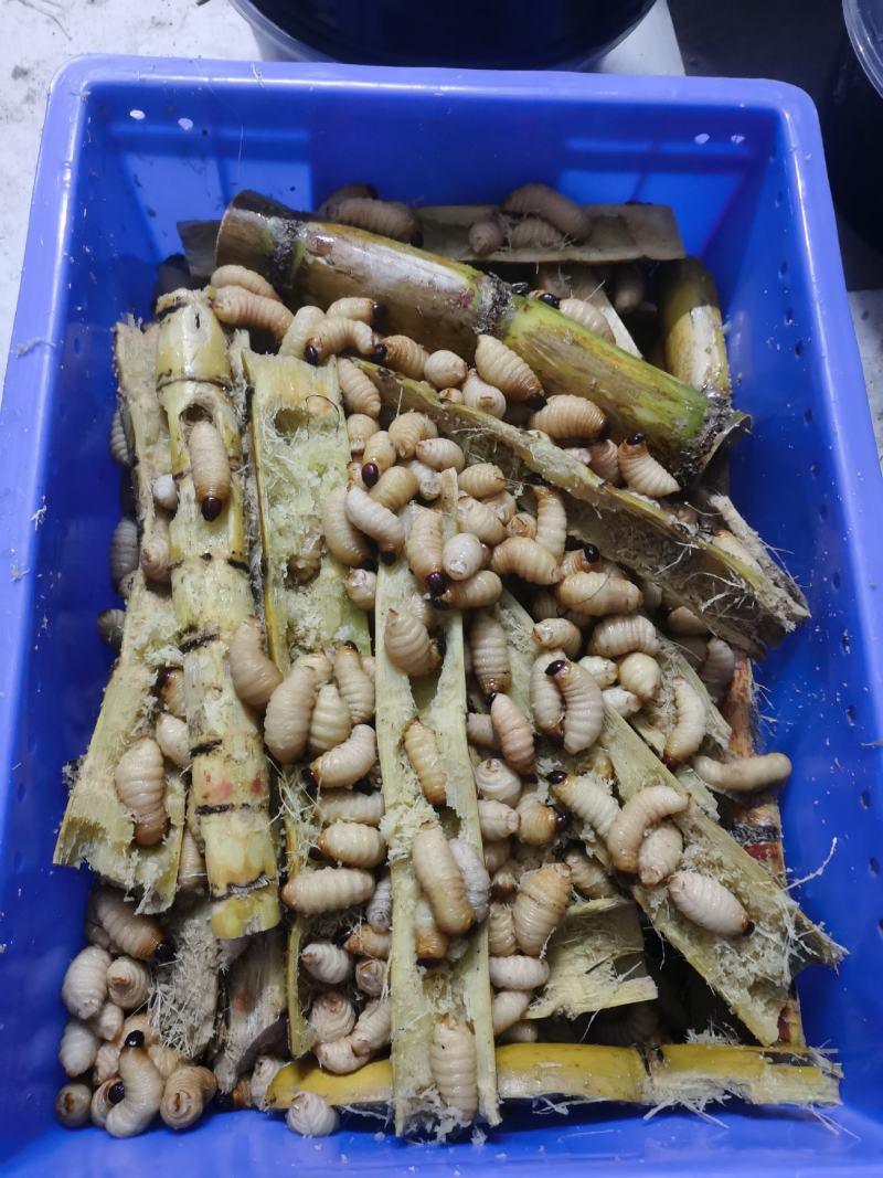 养殖新鲜竹笋虫冰鲜冰冻竹虫