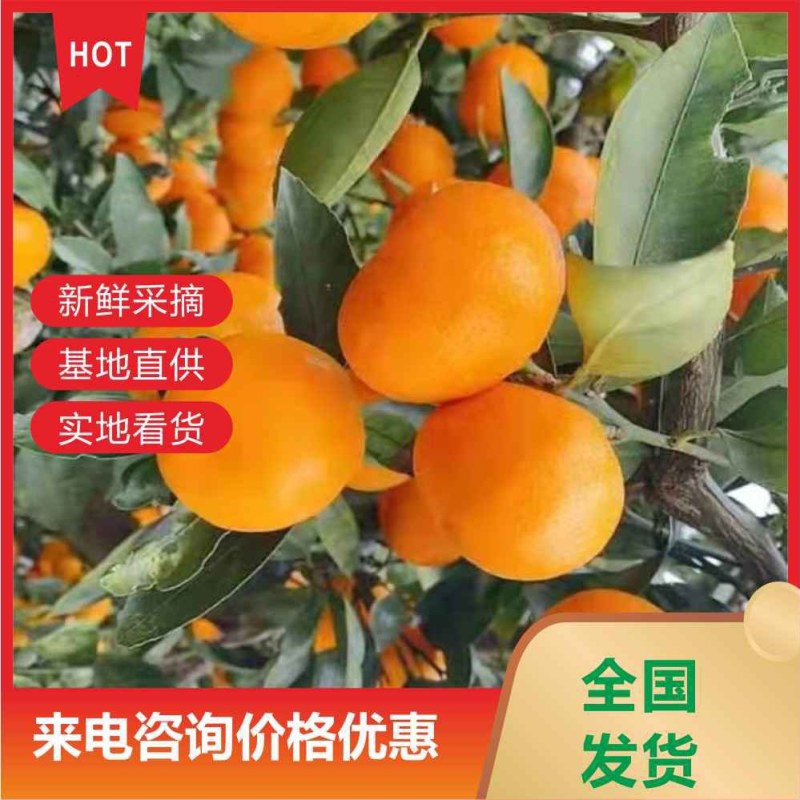 湖南澧县早熟无核蜜橘柑桔皮薄价格美丽品质保证货源足