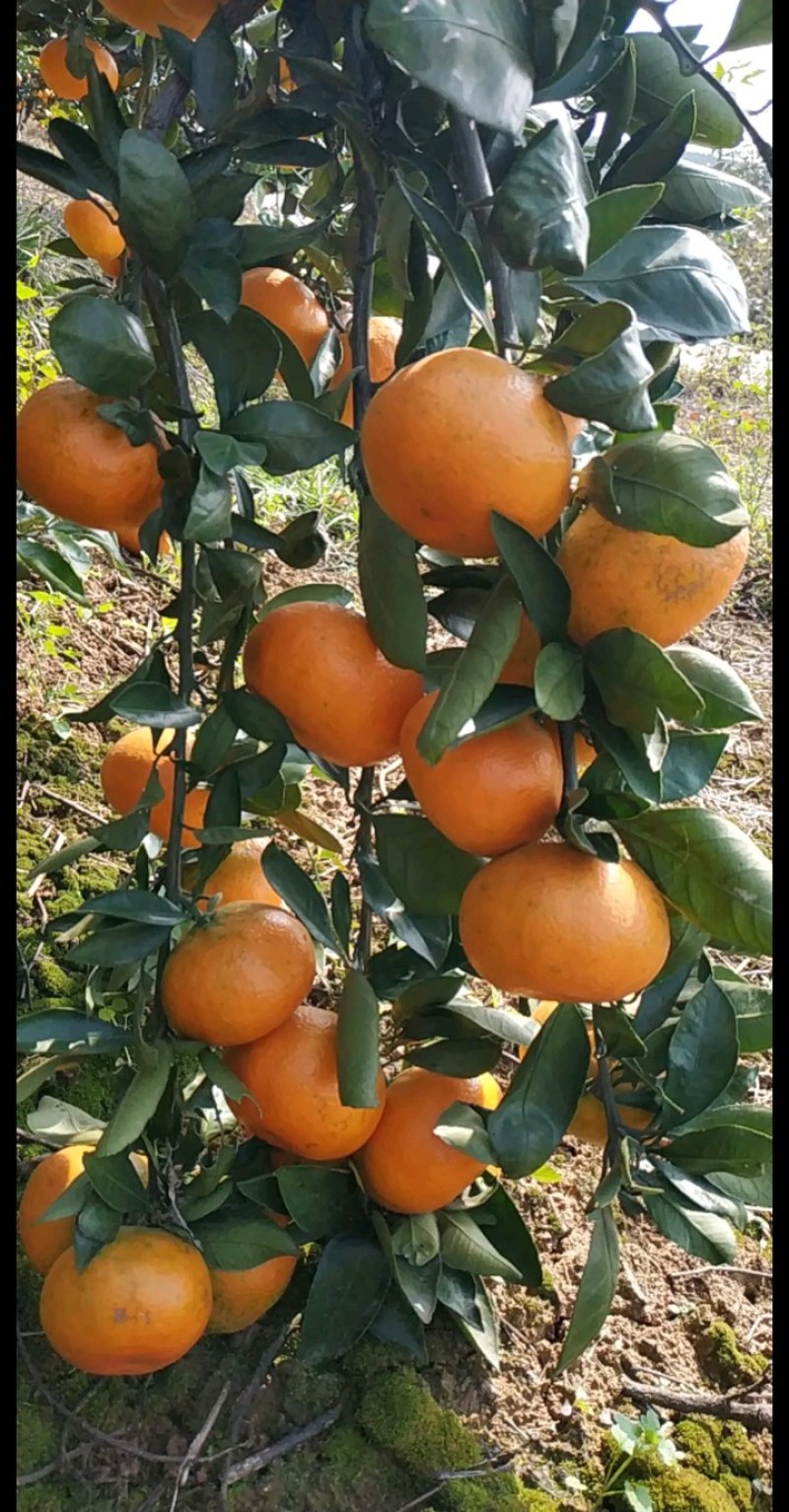 湖南澧县早熟无核蜜橘柑桔皮薄价格美丽品质保证货源足