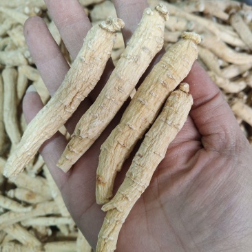 西洋参500克西洋参条花旗参片泡水煮汤山东西洋参批发