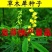 草木犀种子，绿肥黄花苜蓿猪牛羊草木樨耐旱耐热护坡蜜源
