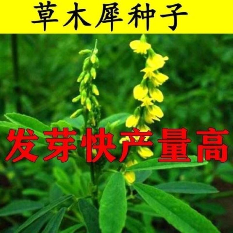 草木犀种子，绿肥黄花苜蓿猪牛羊草木樨耐旱耐热护坡蜜源