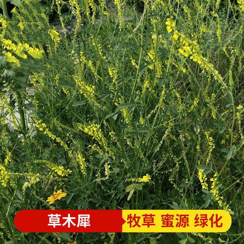 草木犀种子，绿肥黄花苜蓿猪牛羊草木樨耐旱耐热护坡蜜源