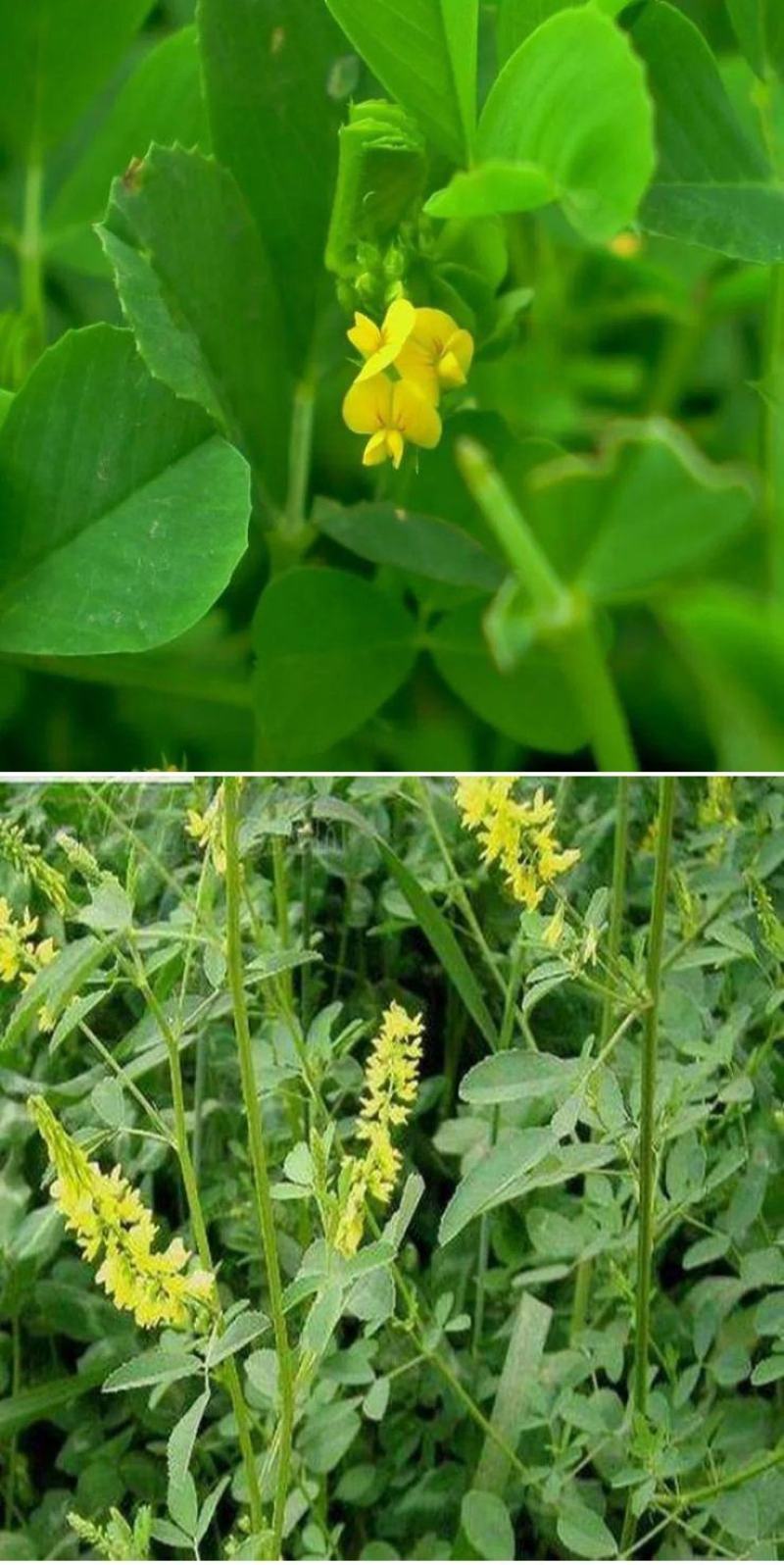 草木犀种子，绿肥黄花苜蓿猪牛羊草木樨耐旱耐热护坡蜜源