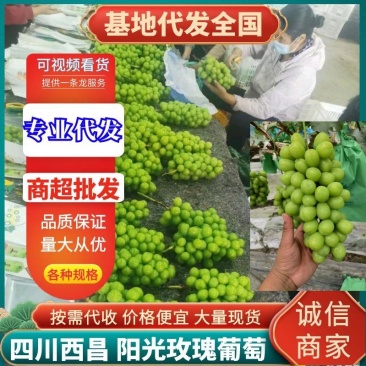 西昌阳光玫瑰葡萄，含糖量16个以上，串型好，四川葡萄